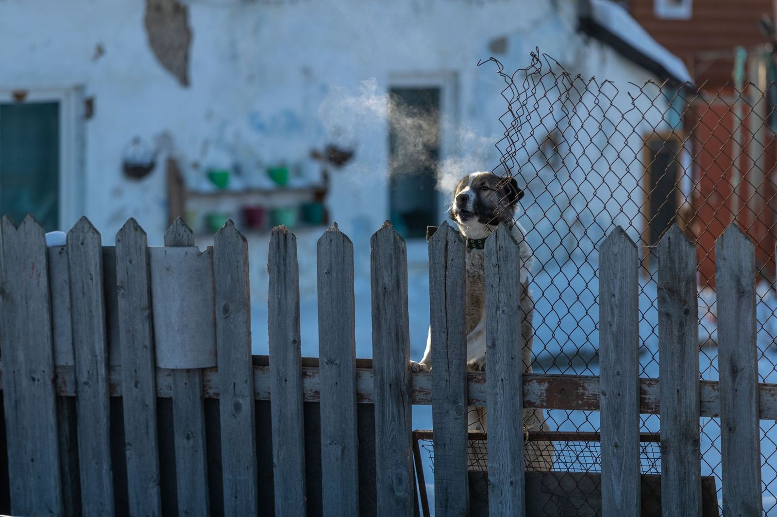 A large dog rests its paws on an old gray picket fence and looks over the top on a snowy day, next to a sagging, torn section of chain-link.