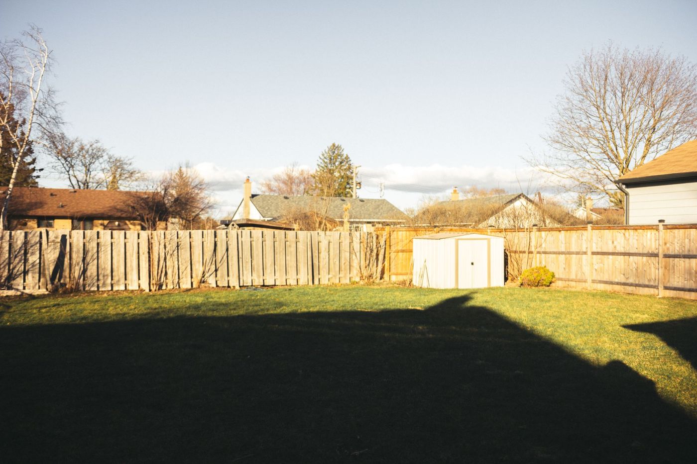 A sunny backyard lawn enclosed by a tall wooden privacy fence, with a small white storage shed against the fence line and neighboring rooftops beyond.