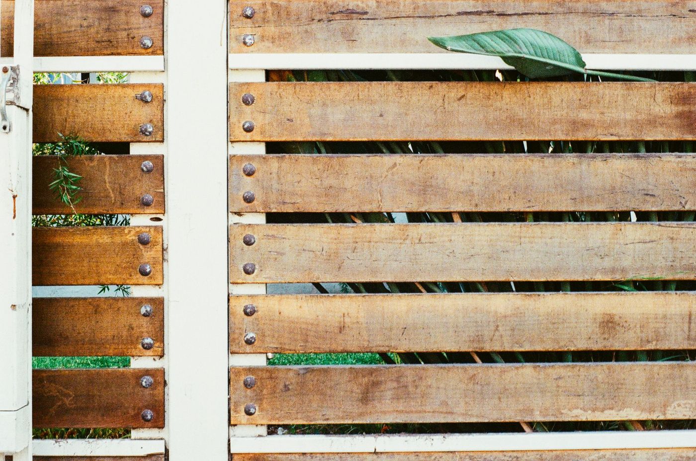 Close-up of a horizontal wood slat fence on a white frame, with a green leaf poking through a gap between the boards.