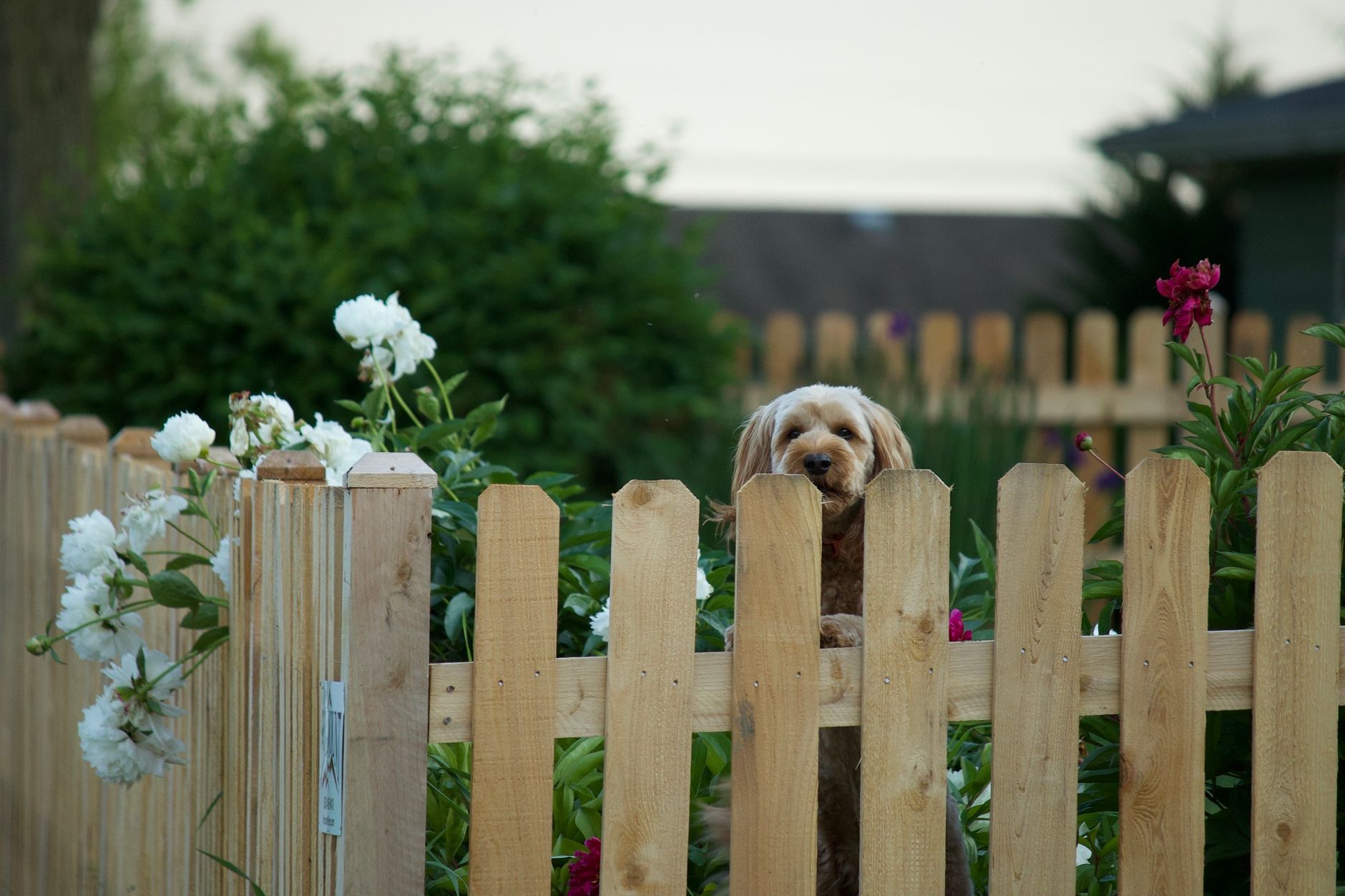 A fluffy tan dog rests its paws on a new unpainted cedar picket fence and peeks over the top, with white peonies blooming beside the fence post.