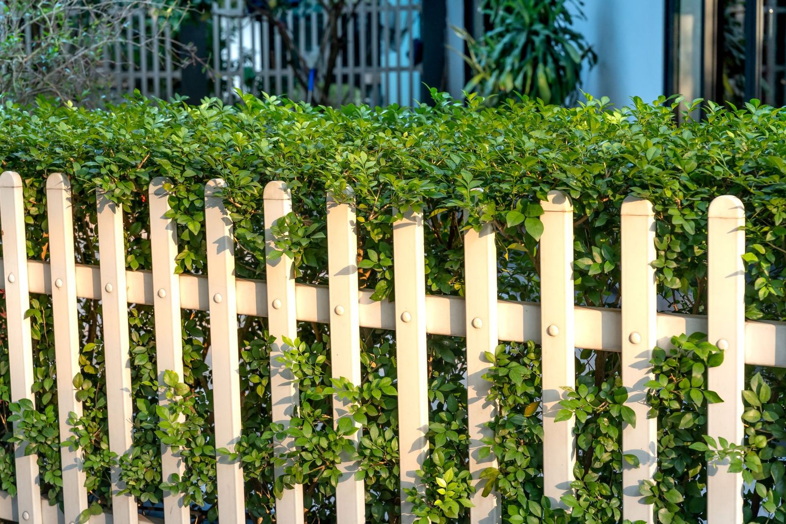 Pale rounded-top pickets fixed to a rail in front of a dense, neatly trimmed green hedge.